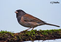 Junco hyemalis